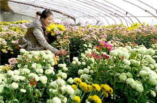 鮮花市場消費(fèi)升級(jí) 