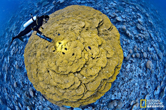 金曼礁國(guó)家紀(jì)念區(qū)，太平洋攝影：Brian Skerry，國(guó)家地理創(chuàng)意版