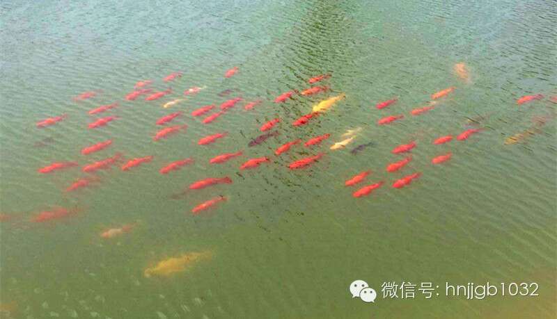 錦鯉相迎 錦鯉相迎