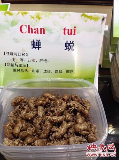 你可能沒(méi)想到，這個(gè)知了幼蟲(chóng)退下的皮還是一味藥，對(duì)嗎？