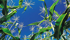 玉米割苗能增產(chǎn)20%～30%？不靠譜！