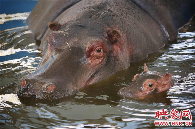 今年新誕生的動(dòng)物寶寶和媽媽在一起 今年新誕生的動(dòng)物寶寶和媽媽在一起