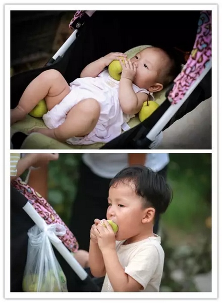 純天然無公害，新鮮采摘，直接入口！