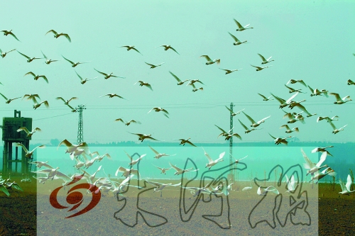 保護(hù)區(qū)里的白天鵝 保護(hù)區(qū)里的白天鵝