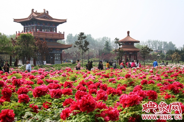國(guó)花園里的牡丹 資料圖 國(guó)花園里的牡丹 資料圖