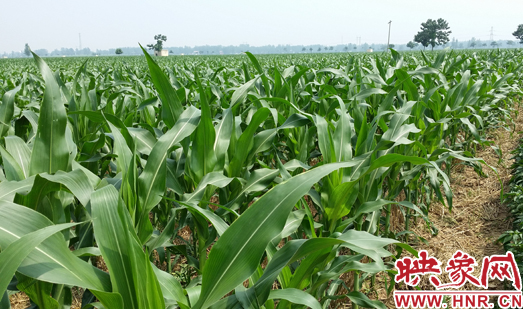 種植其他品種的玉米苗枝粗葉大，郁郁蔥蔥