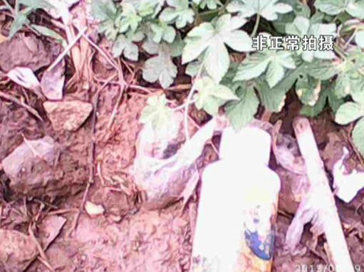 大棚蔬菜園區(qū)里到處丟棄著農(nóng)藥廢物。