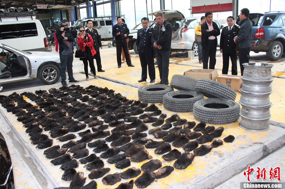 滿洲里海關(guān)破獲全國(guó)最大熊掌走私案 滿洲里海關(guān)破獲全國(guó)最大熊掌走私案