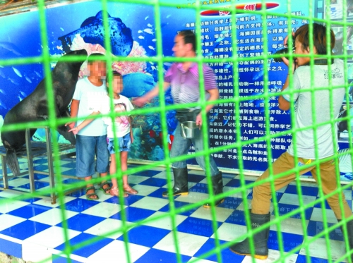 海獅就這樣被飼養(yǎng)員和攝影師擺弄，稍不聽話就會遭到毒打。