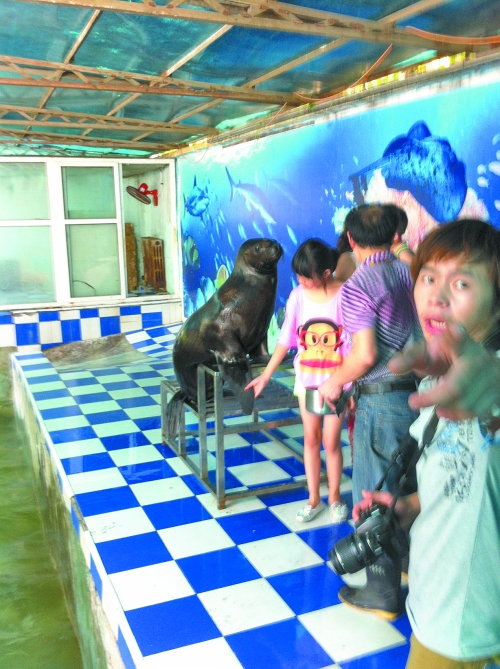 海獅館內(nèi)的攝影師警惕性很高,禁止記者拍照。