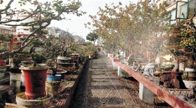 劉光嘉出示博物館內(nèi)部圖片中，擺放著各種盆景。