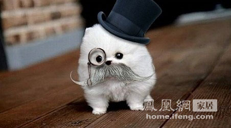 四大地板讓你輕松在家養(yǎng)寵物 四大地板讓你輕松在家養(yǎng)寵物