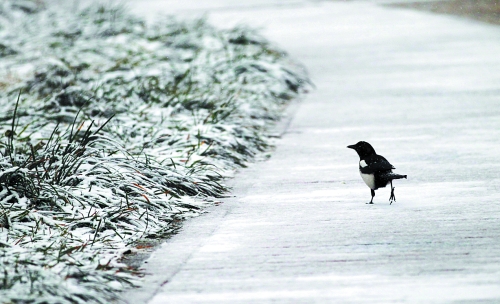今冬鄭州第一場(chǎng)雪 降雪量為6毫米 今冬鄭州第一場(chǎng)雪 降雪量為6毫米