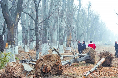 老樹之殤，令人扼腕。
