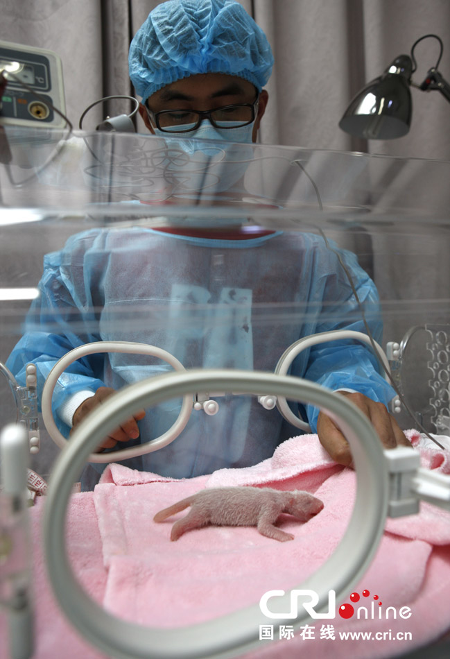 2013年7月11日，成都大熊貓繁育研究基地月亮產(chǎn)房，工作人員在照顧新生大熊貓寶寶。