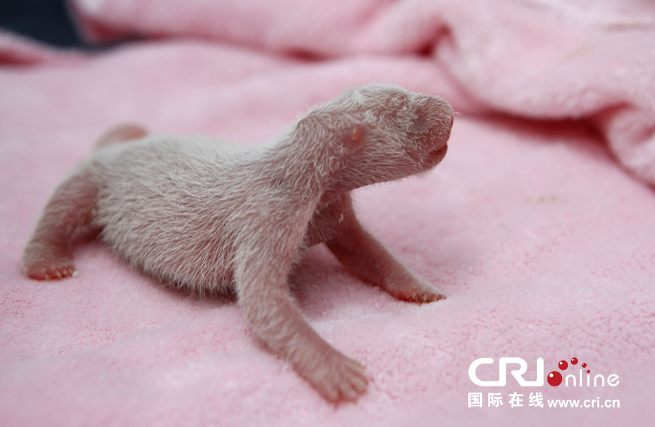 2013年7月11日，成都大熊貓繁育研究基地月亮產(chǎn)房，新生大熊貓寶寶在育嬰箱里憨態(tài)可掬。