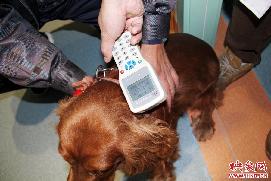 只要用儀器一掃，狗狗的信息就可以一覽無余