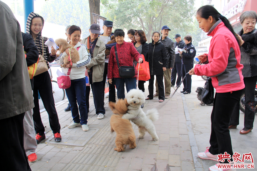 在辦狗證現(xiàn)場，兩只狗狗歡樂地在一起玩耍