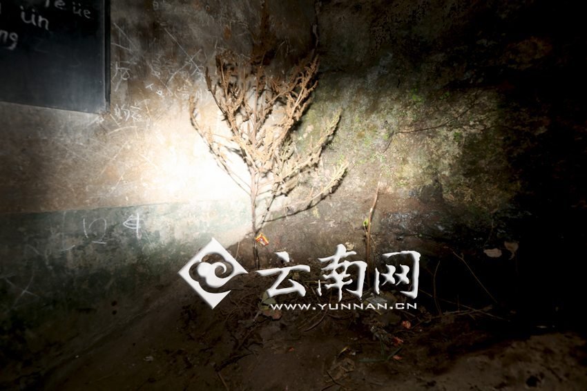 　教室里沒有燈，光線太暗，村民便種下了野蘇麻，希望教室有綠色，讓孩子們看到“希望”。 徐弘毅 攝