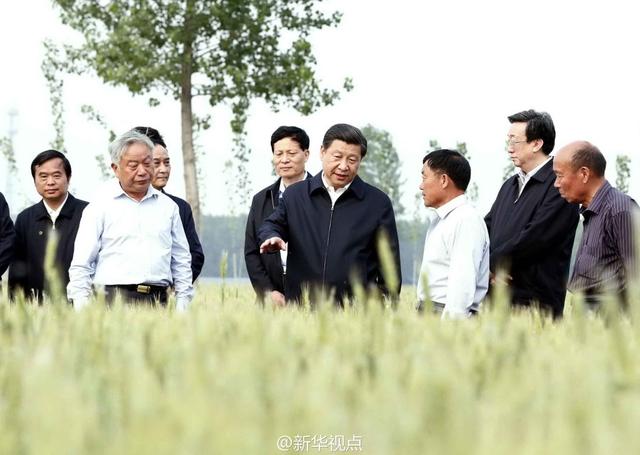 習(xí)近平走進(jìn)糧田,看麥穗灌漿,問農(nóng)田建設(shè)。