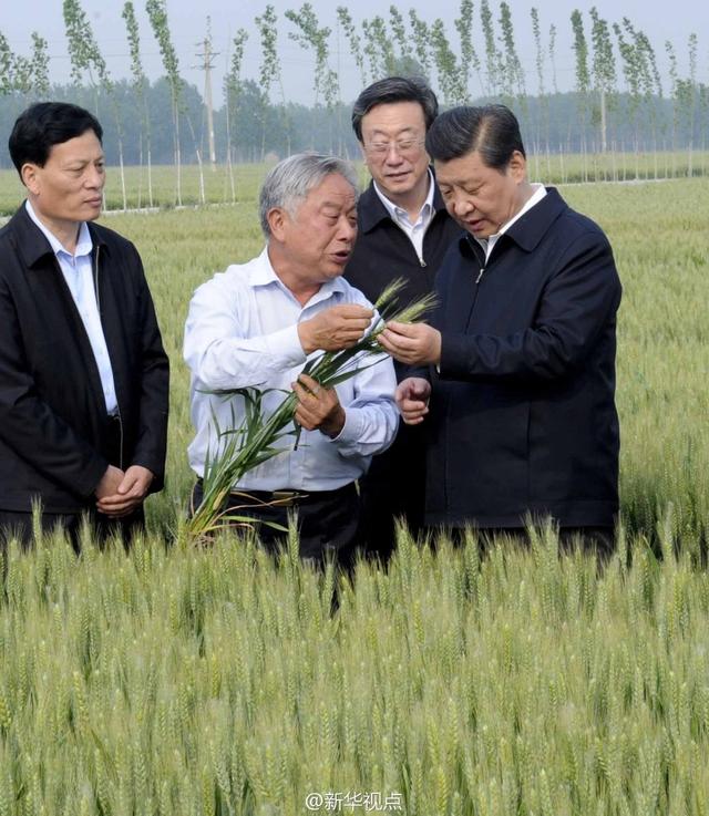 習(xí)近平走進(jìn)糧田,看麥穗灌漿,問農(nóng)田建設(shè)。