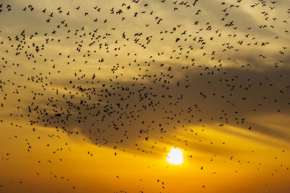 江蘇省連云港市贛榆區(qū)上空出現(xiàn)火燒云景觀，成群海鳥迎著霞光在天空中翩躚起舞，場面蔚為壯觀。