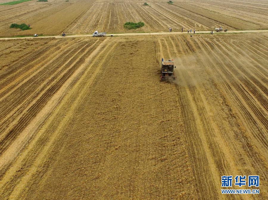 這是5月28日在河南省南陽市唐河縣甘河灣村航拍的麥?zhǔn)宅F(xiàn)場。