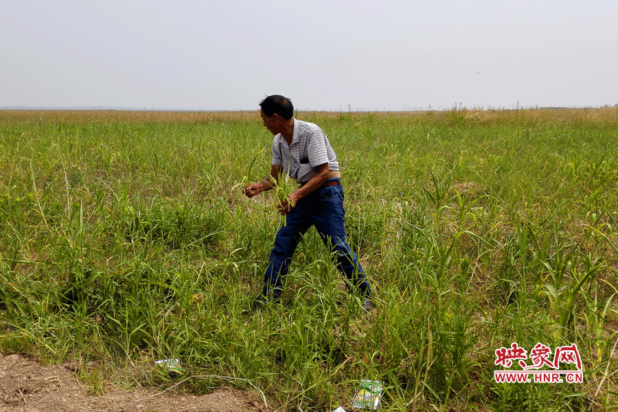 被農(nóng)藥摧毀的玉米。