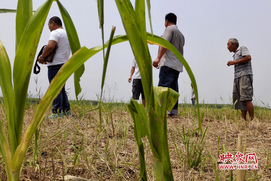 耙過的玉米地殘留的玉米。