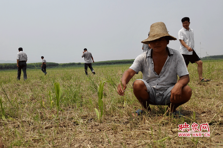村民手捧殘留的玉米，欲哭無淚。
