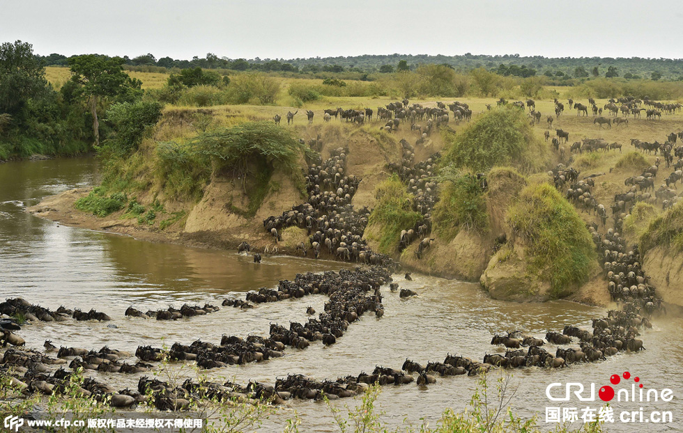 當(dāng)?shù)貢r(shí)間2015年9月4日，肯尼亞馬賽馬拉，角馬大遷徙。
