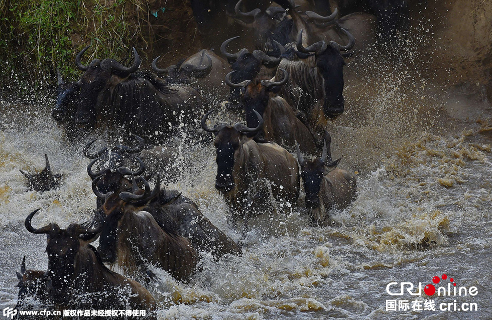 當(dāng)?shù)貢r(shí)間2015年9月4日，肯尼亞馬賽馬拉，角馬大遷徙。