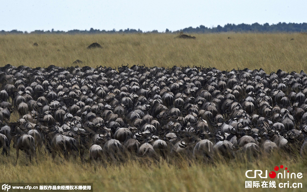 當(dāng)?shù)貢r(shí)間2015年9月4日，肯尼亞馬賽馬拉，角馬大遷徙。