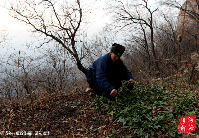 山上缺雨少水，不大的一方菜地。是他和另一個道友的菜地，老崔的蔬菜倒也擺弄的一片生機盎然。
