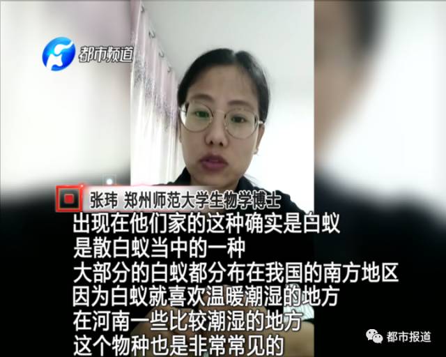 蟻族大軍入侵！十幾萬裝修的新家被“吃掉”