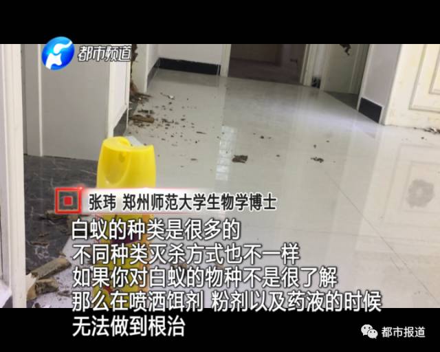 蟻族大軍入侵！十幾萬裝修的新家被“吃掉”