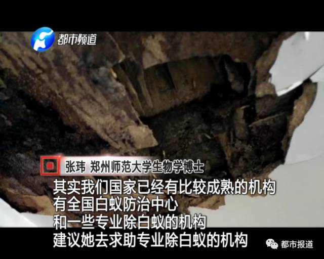 蟻族大軍入侵！十幾萬裝修的新家被“吃掉”