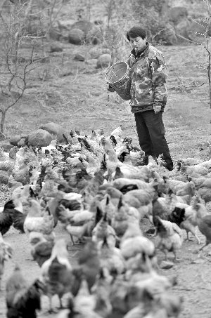 林志坤辭職后在溧水一座山頭開了一片地，每天種菜、喂雞 現(xiàn)代快報記者 施向輝 攝