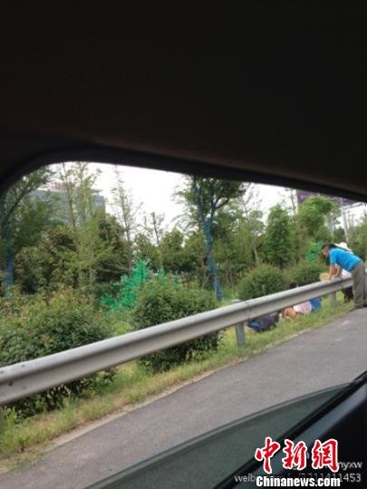 網(wǎng)友質(zhì)疑南京南站輔道種假樹 市委書記當晚批示徹查