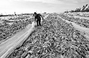 12日，工人在海南省樂(lè)東縣佛羅鎮(zhèn)清理被臺(tái)風(fēng)刮爛的哈密瓜薄膜架子。 新華社發(fā)