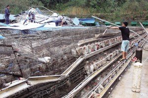 11月13日，位于三亞市吉陽鎮(zhèn)的三亞市菜籃子蛋雞基地，工人們正在搶修雞舍設(shè)施。