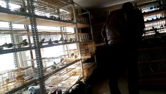 哈爾濱市雙城區(qū)集市上，一家沒有招牌的平房里擺滿了各種野鳥等待出售。