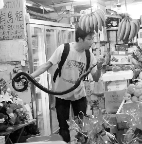 捕蛇專家張亮抓住眼鏡王蛇。信息時(shí)報(bào)記者 康健 翻拍