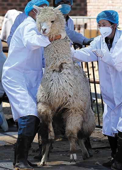 好強壯！我真的不是虛胖，兩三個人別想控制我。