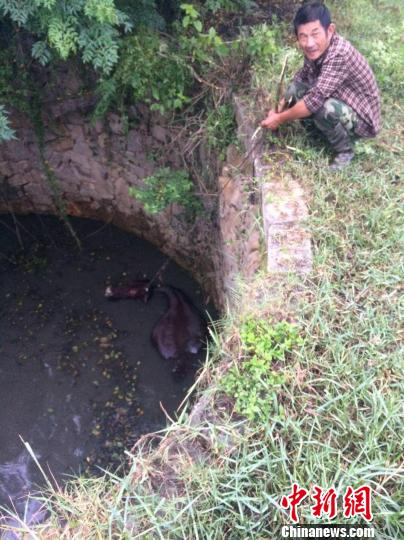 圖為大水牛掉進(jìn)13米深坑，民警消防灌水施救。