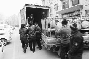 　　■返還追回的被搶綿羊。 本報記者董世杰攝