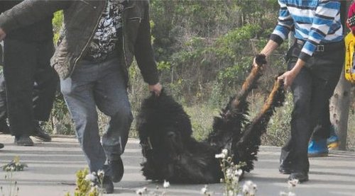 雙流鳳凰村兩只巨型藏獒襲擊村民，民警用手槍將其當場擊斃