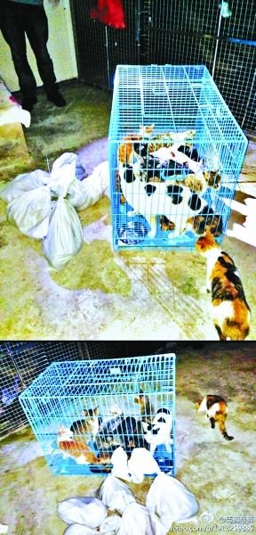 志愿者將放生的貓抓捕回來，這些貓等待領(lǐng)養(yǎng)