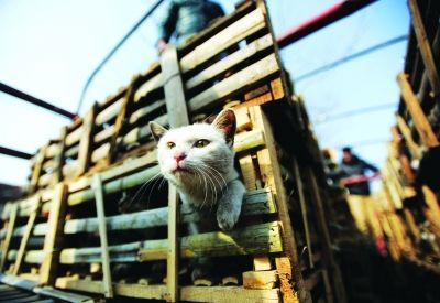 貨車上被販運的貓。 記者陳亮 攝