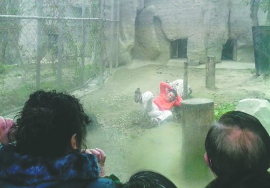 昨日，成都動(dòng)物園，男子進(jìn)入白虎活動(dòng)區(qū)后被白虎拖行。動(dòng)物園出動(dòng)50多人成功營(yíng)救下他